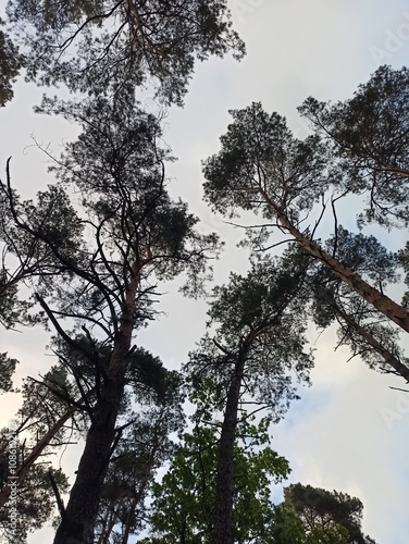 trees and sky
