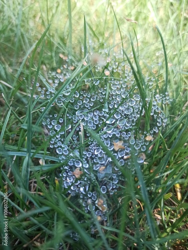 dew drops on the grass