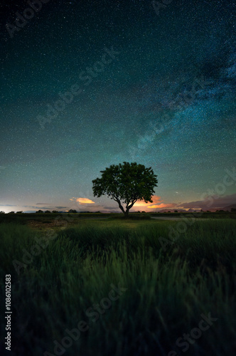 Lone tree in Valensole with milky way