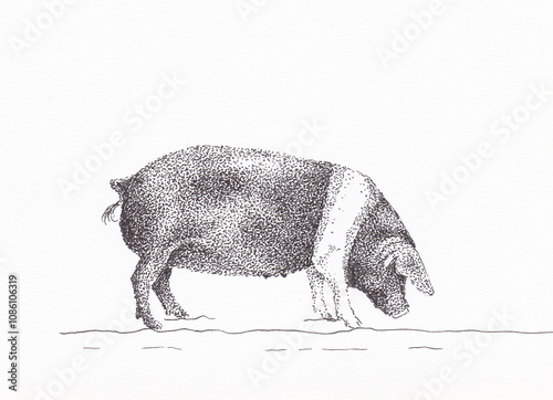 Pen and ink drawing of a Saddleback pig