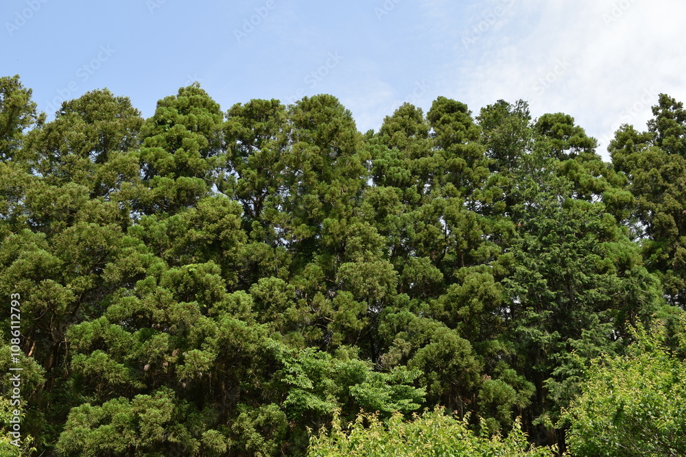 スギの木 針葉樹林 スギの木 針葉樹林