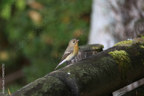 Mugimaki Flycatcher in the middle of  nutrition in preparration for migration in Mt.Kongo in autumn photo