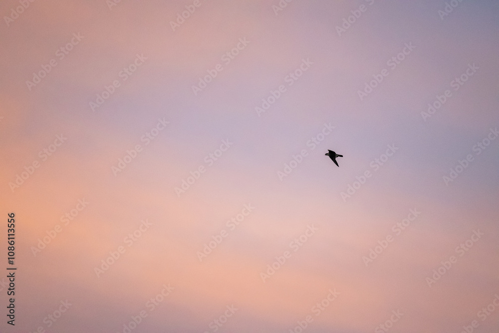 Bird Flying through Colorful Sky background 11 Bird Flying through Colorful Sky background 11