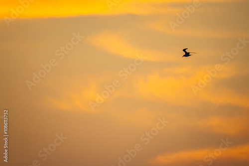 Bird Flying through Colorful Sky background 7