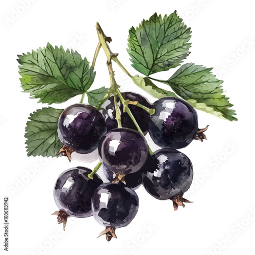 A watercolor drawing of blackcurrant, isolated on a white background. Blackcurrant vector.