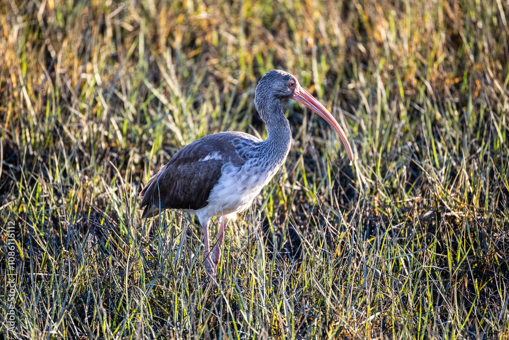 Naklejka premium Juvenile White Ibis in Salt Marsh