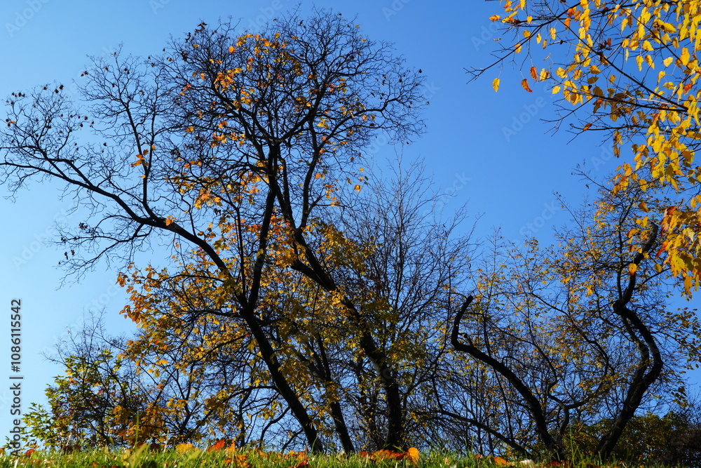 Autumn scenery in park, with trees with orange leaves on blue sky Autumn scenery in park, with trees with orange leaves on blue sky