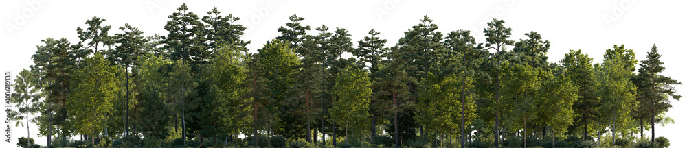 Frontal view Forest mixed trees (birch, sycamore platanus, spruce, pine, maple and other) isolated png on a transparent background premium cutout day lighting Frontal view Forest mixed trees (birch, sycamore platanus, spruce, pine, maple and other) isolated png on a transparent background premium cutout day lighting