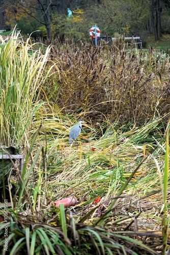 Eine Reiher in einem Park von Kopenhagen