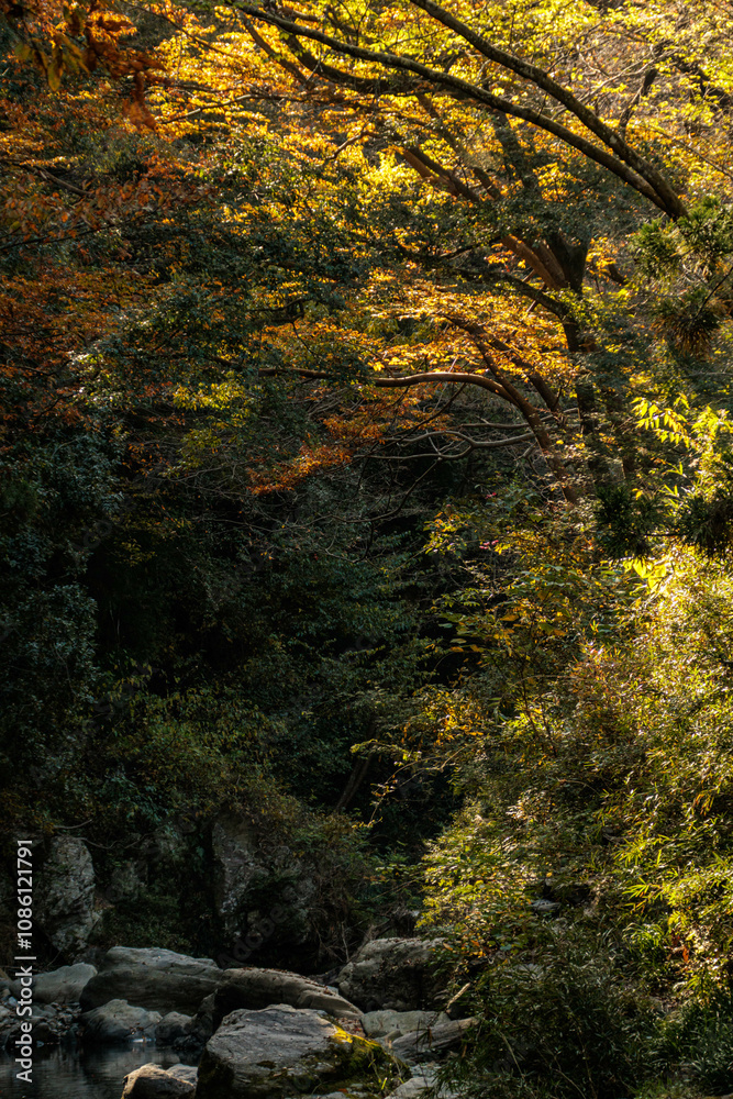 秋も深まり色づいてきた渓谷の紅葉
