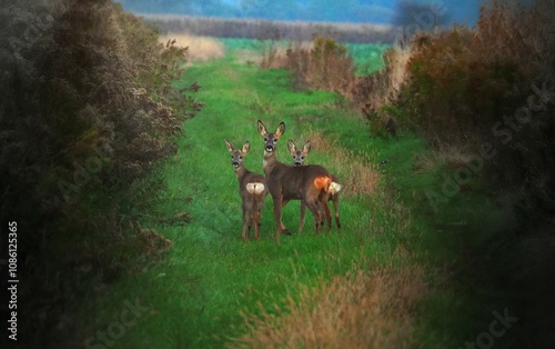sarny na polu, środowisko, natura