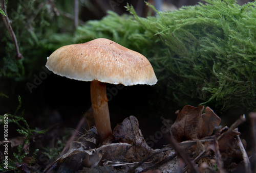 mushroom in the forest