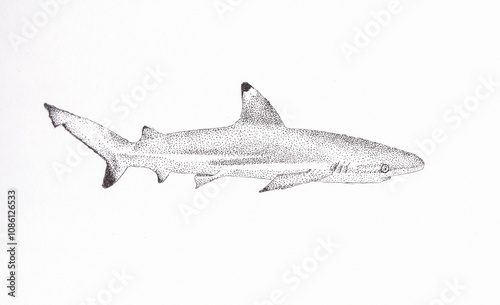 Black and white pen and ink drawing of a blacktip reef shark
