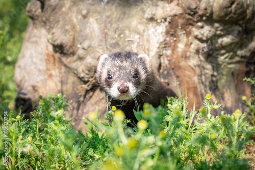 ferret in the wild 