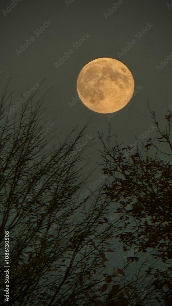 Fototapeta premium Full Moon 