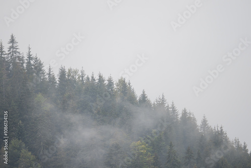 Misty Pine Forest Serenity