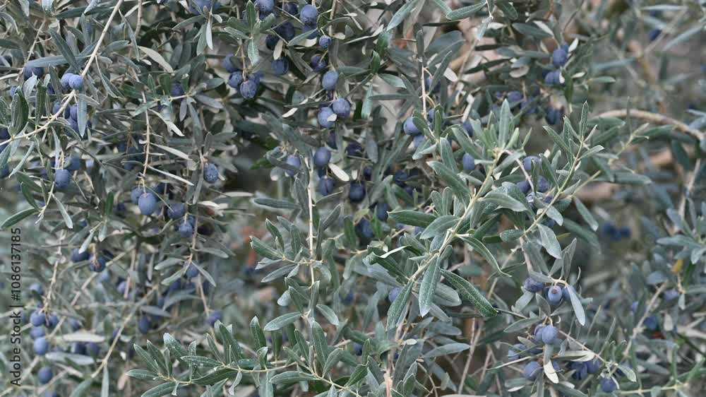 Ripe Olive Tree Branch in Sunny Orchard. Close-up of ripe black olives on a tree branch with a blurred orchard and hills in the background.
Ripe Olive Tree Branch in Sunny Orchard. Close-up of ripe black olives on a tree branch with a blurred orchard and hills in the background.
