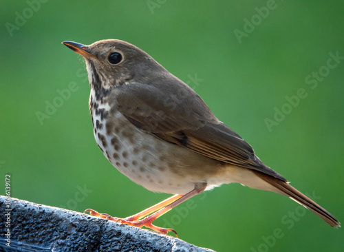 Hermit Thrush Against a Dark Green Background photo