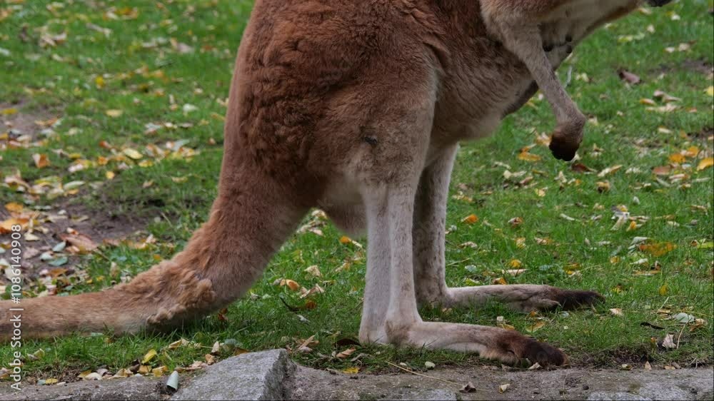 Kangaroos move between grassy and sandy areas, searching for food. Slow-motion footage on a cloudy day with some moments of sun. Kangaroos move between grassy and sandy areas, searching for food. Slow-motion footage on a cloudy day with some moments of sun.