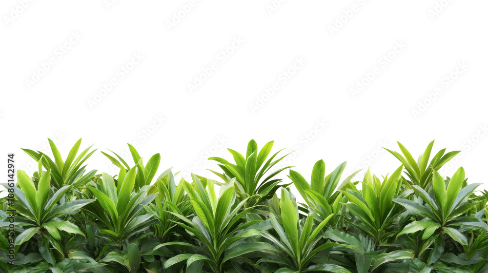 Fototapeta premium Green tropical leaf transparent background
