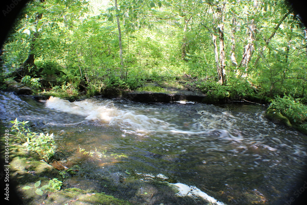 Obraz premium stream in the forest