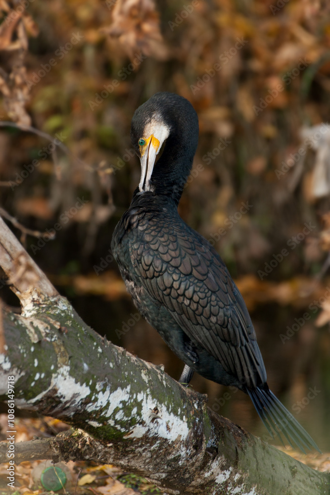 Obraz premium cormorant (Phalacrocorax carbo)