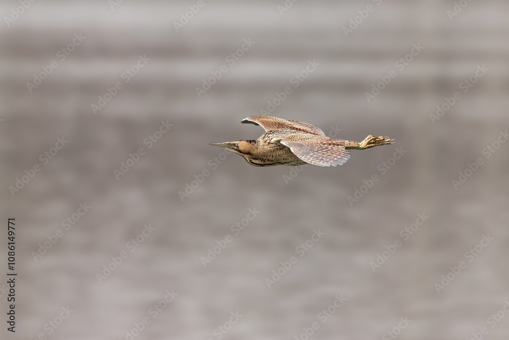 great bittern