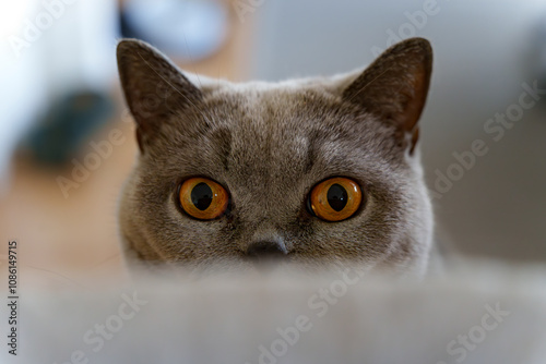 Nahaufnahme einer neugierigen Katze mit orangefarbenen Augen