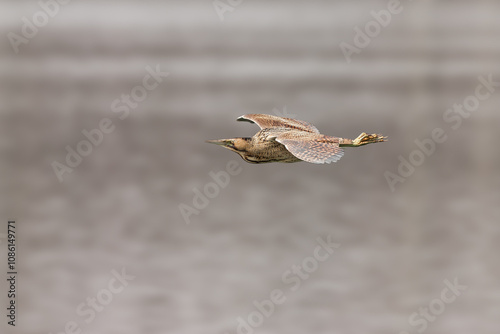 great bittern photo