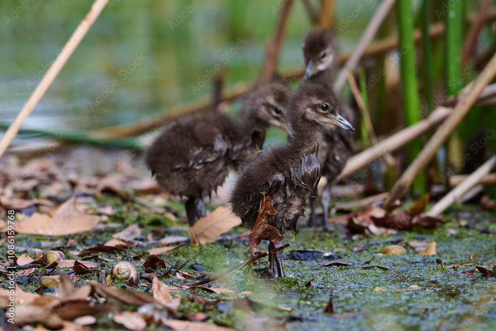Fototapeta premium Limpkin juveniles with their parent 