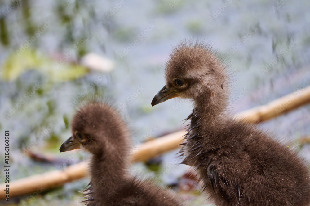 Limpkin juveniles with their parent Limpkin juveniles with their parent