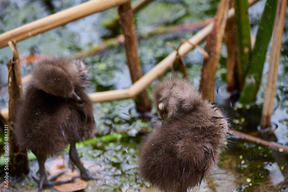Obraz premium Limpkin juveniles with parents 