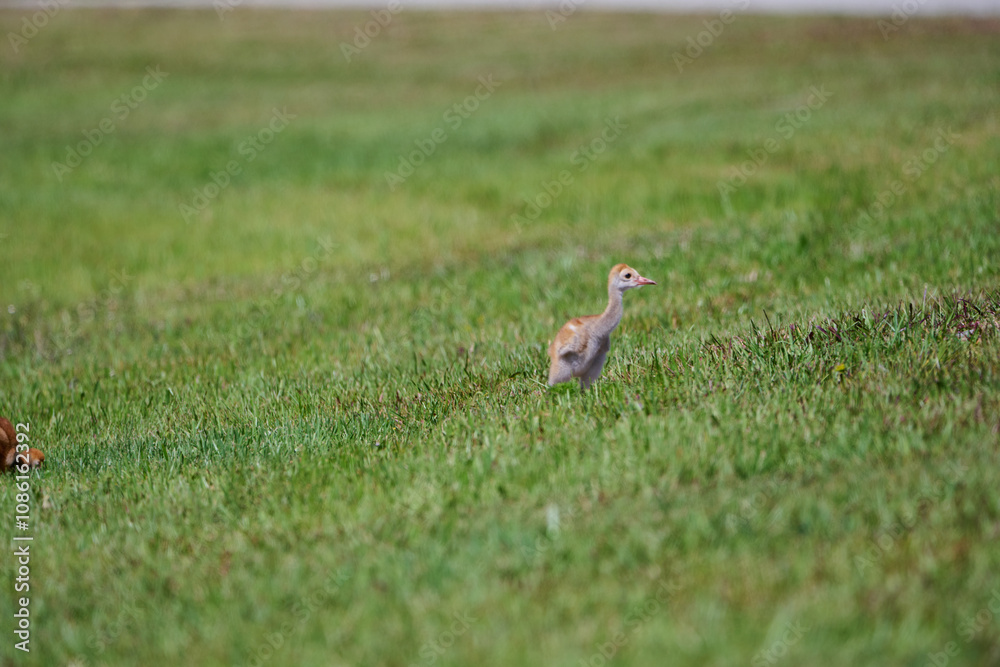 Sand hill crane with colt 