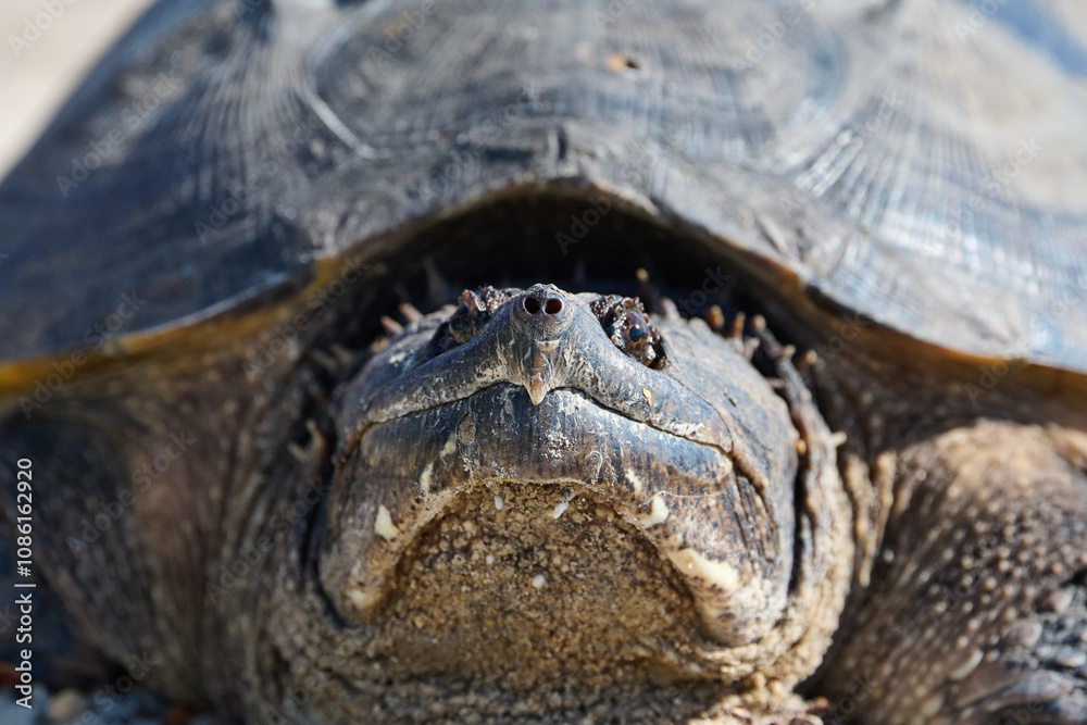 Snapping turtle closeup Snapping turtle closeup