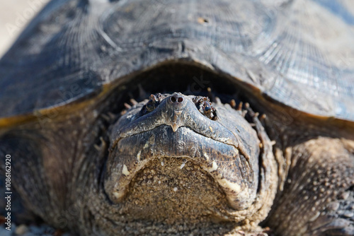 Snapping turtle closeup