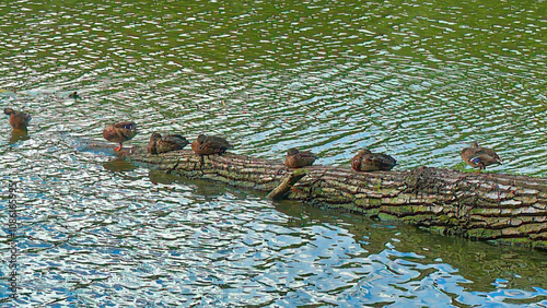 gray ducks sitting along the entire length of a fallen tree on the river