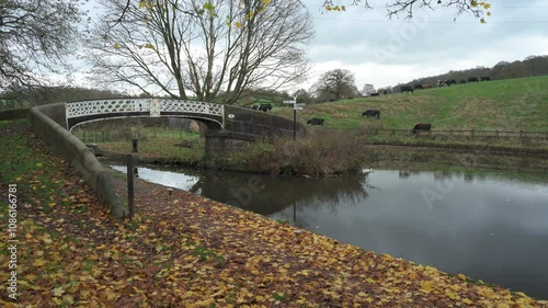 Cows grazing by bridge 35 at the Hazlehurst junction on the Caldon canal.