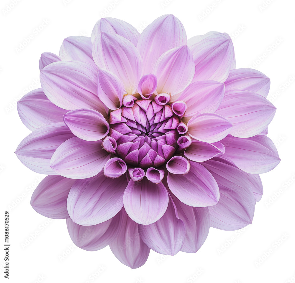 PNG Beautiful lilac flower blooming in soft light PNG Beautiful lilac flower blooming in soft light