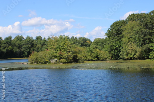 lake and forest