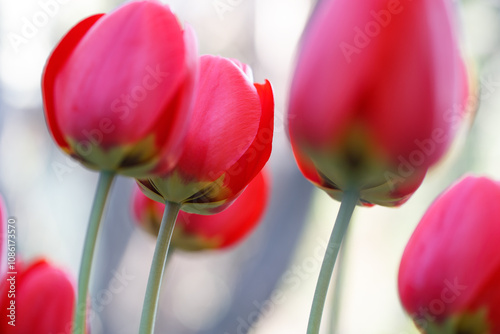 April's blooming tulips: vivid Mother's Day celebration in spring garden outdoor shot