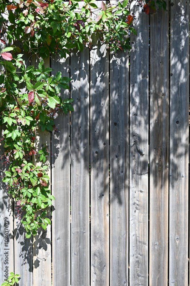beautiful background and texture and tree beautiful background and texture and tree