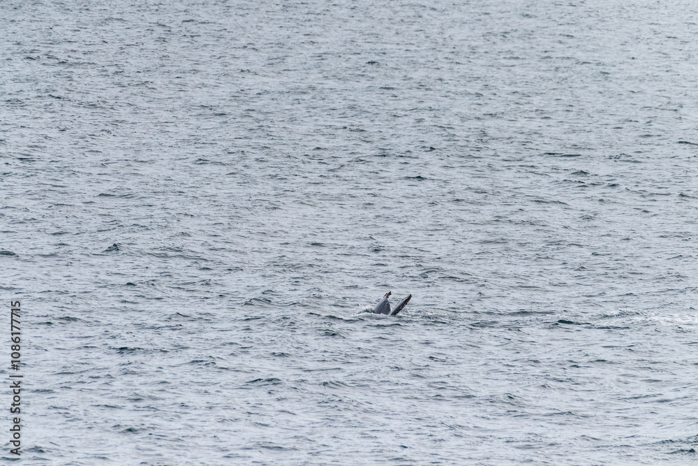 Impression of the Scenery near Anvers Island, on the Antarctic Peninsula. A diving humpback whale -Megaptera novaeangliae- is shown in the foreground. Impression of the Scenery near Anvers Island, on the Antarctic Peninsula. A diving humpback whale -Megaptera novaeangliae- is shown in the foreground.