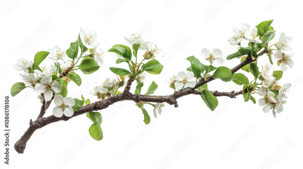 Blooming tree branch transparent background Blooming tree branch transparent background
