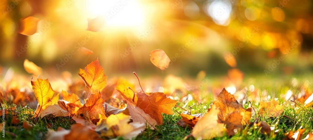 vibrant autumn leaves on grass in golden sunlight serene autumn landscape warm tones outdoors natural beauty vibrant autumn leaves on grass in golden sunlight serene autumn landscape warm tones outdoors natural beauty
