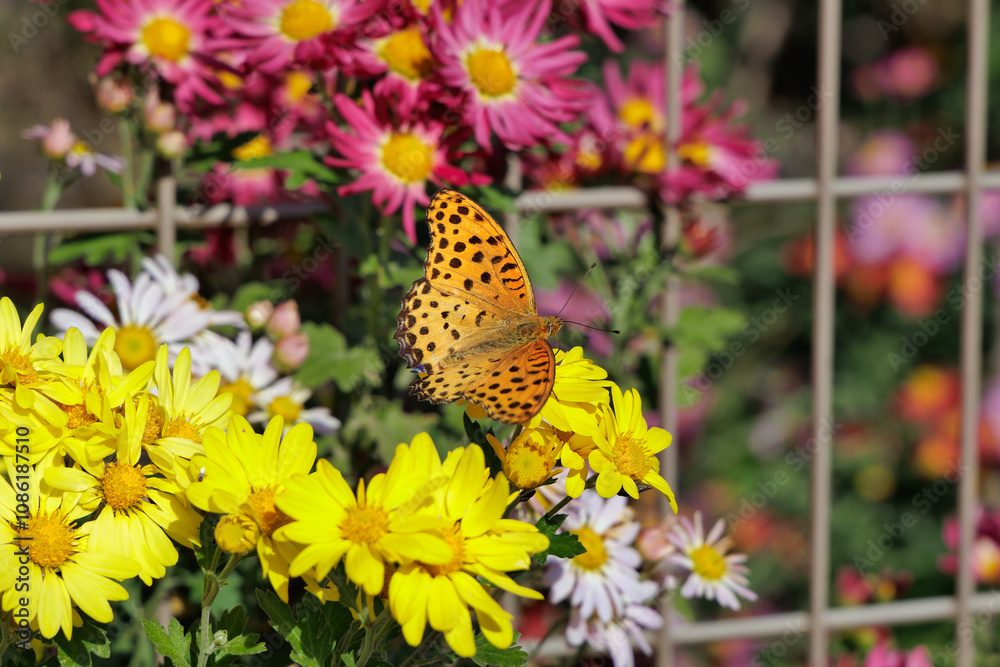 Obraz premium 花とツマグロヒョウモン