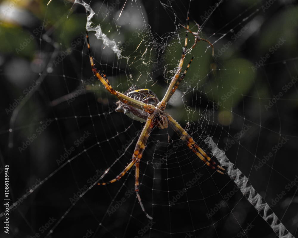 Silver Spider on the Web (Argiope argentata) Silver Spider on the Web (Argiope argentata)