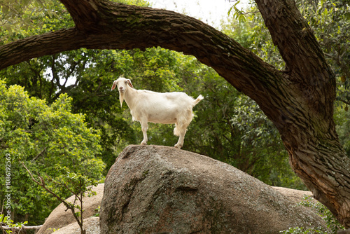 cabra branca em cima de rocha enorme na fazenda perto de árvores photo