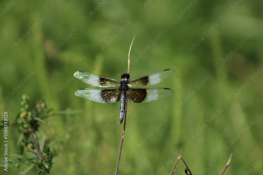 Fototapeta premium dragonflies outside