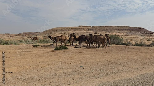 Camels in the southern Tunisian desert