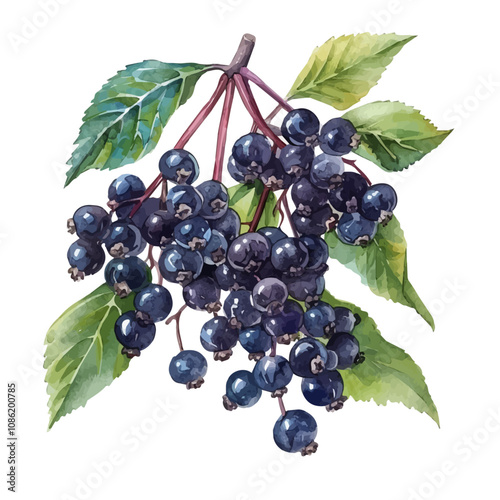 A watercolor of Elderberry, isolated on a white background. Elderberry vector.